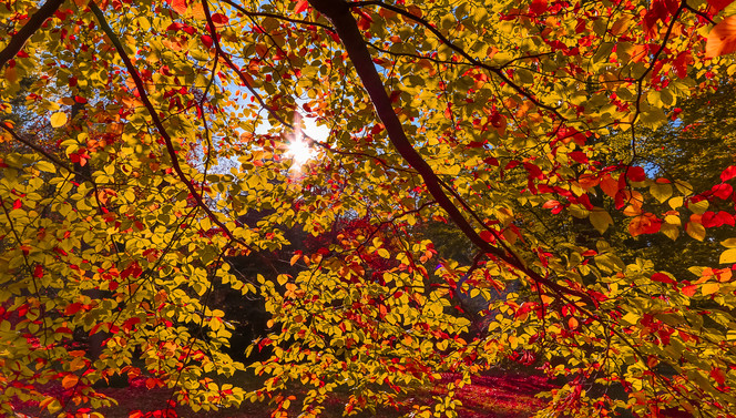 Herfst