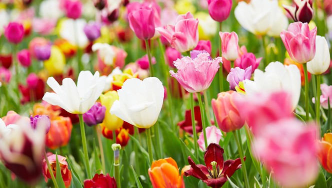 Vrolijk Voorjaar arrangement